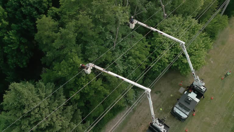 How Our Tree Care Process Works  in Bull Run Mountain Estates, VA